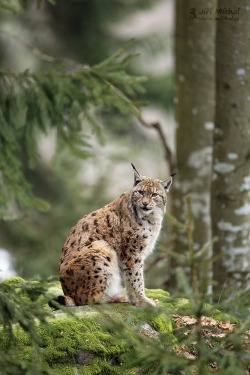 beautiful-wildlife:  Lynx by Jirí Míchal