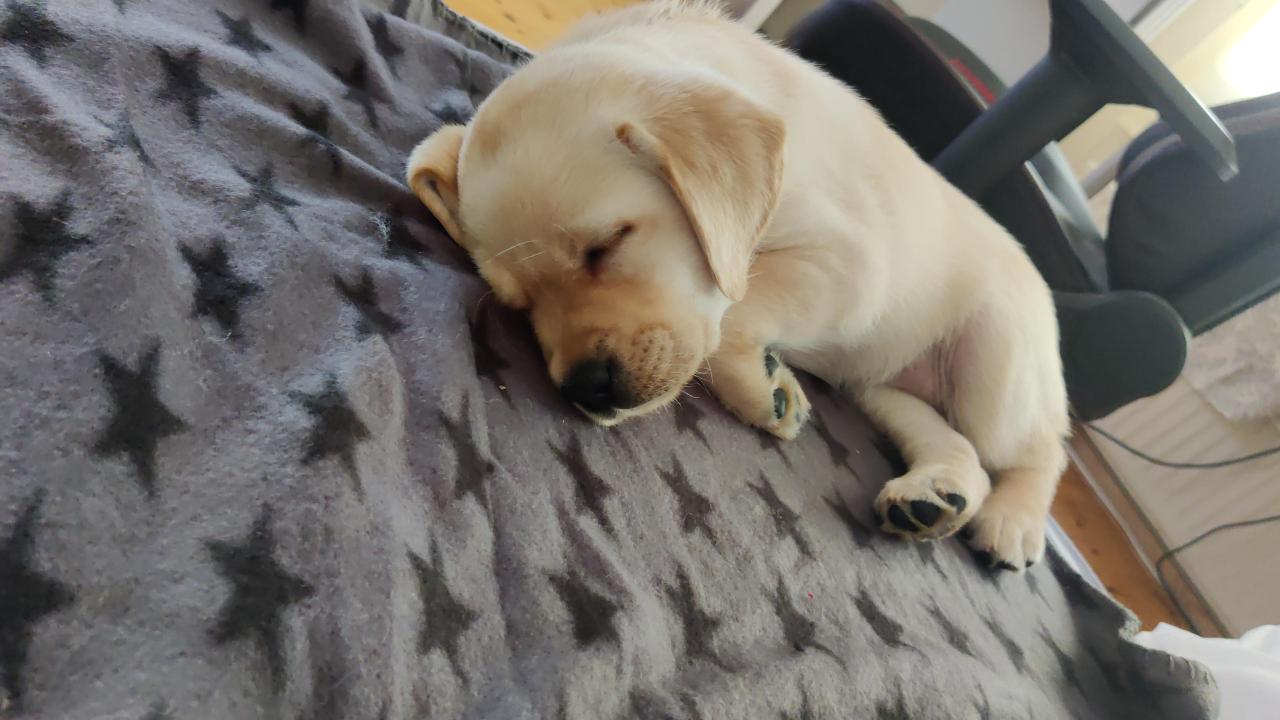 Getting used to new home can be exhausting 🙈 7 weeks old princess #Labrador#pets#dogs