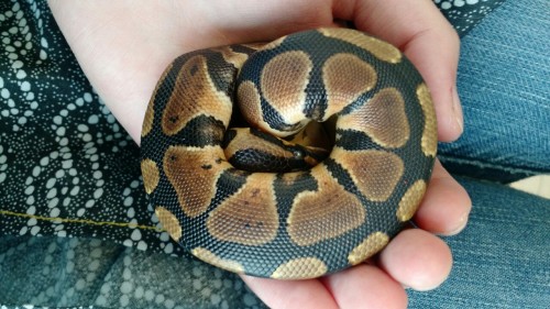 greeneyesandscars:Tumblr say hello to my new noodle: Nagini who is three months old and a ball pytho