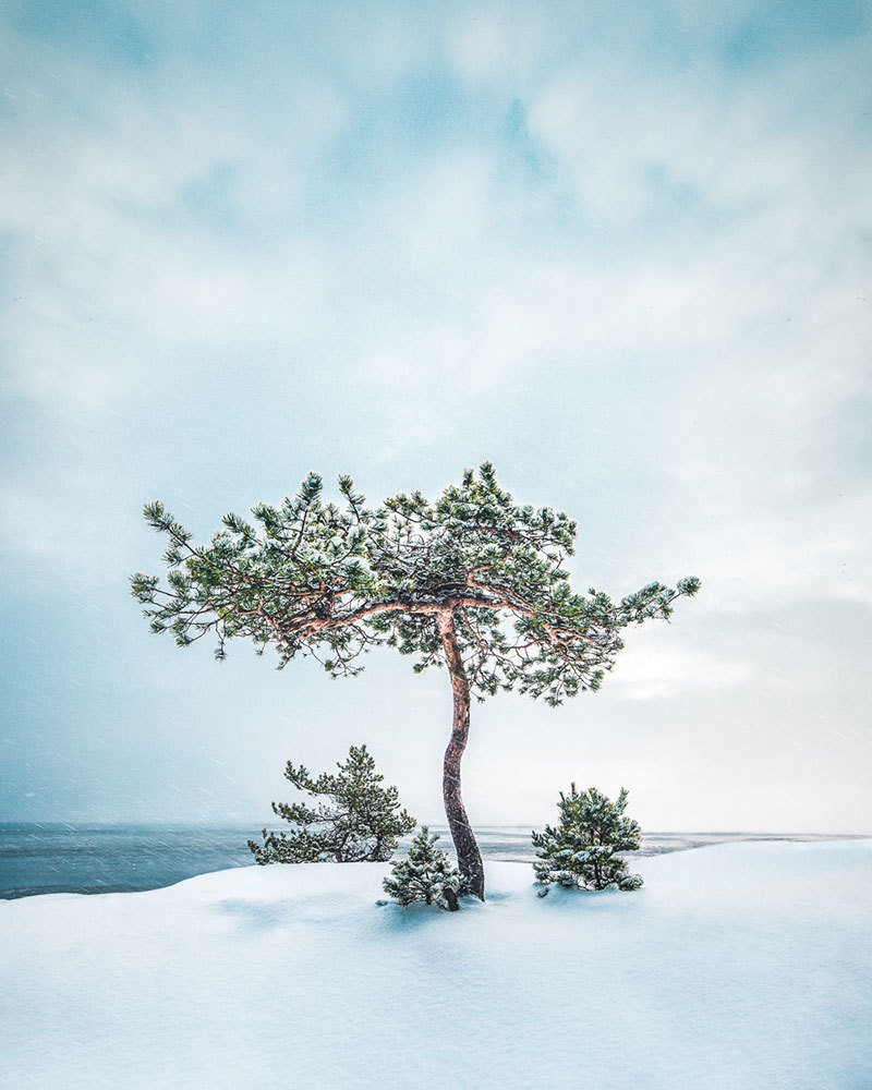 archatlas:   Shapes of Nature Trees surround us with their beauty in this set of