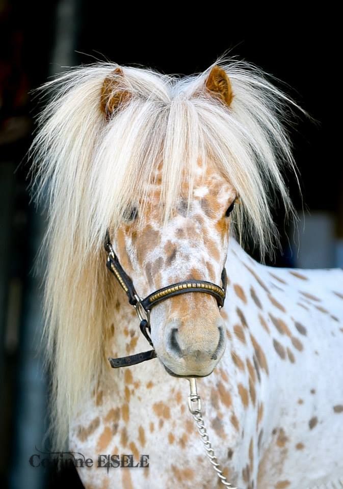 scarlettjane22:  appaloosa miniature horse Crista Forest Wildlife Art  on fb