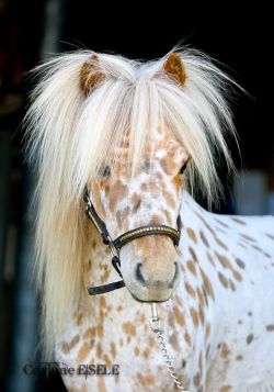 scarlettjane22:  appaloosa miniature horse