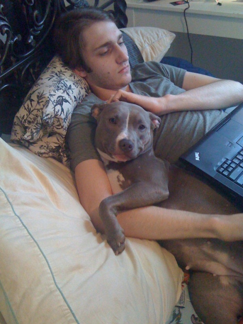 XXX buzzfeedanimals:  Pit bulls are buddies, photo