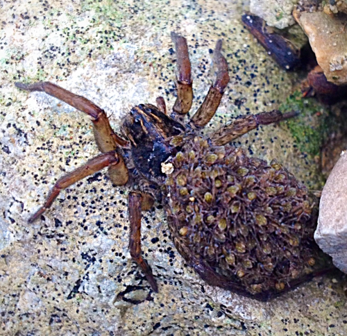 A female spider with her babies.