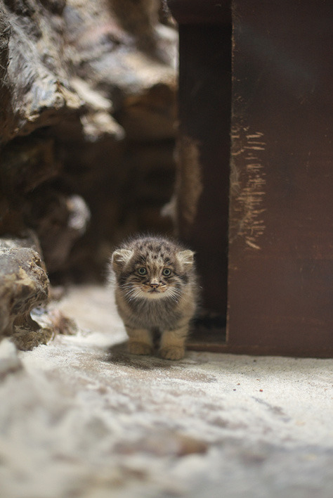 oooooooo:マヌルネっ子 : 動物園始めました。Baby Pallas cat!