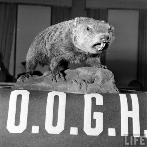 Mascot of the Oriental Order of Ground Hogs(Wallace Kirkland. 1947)