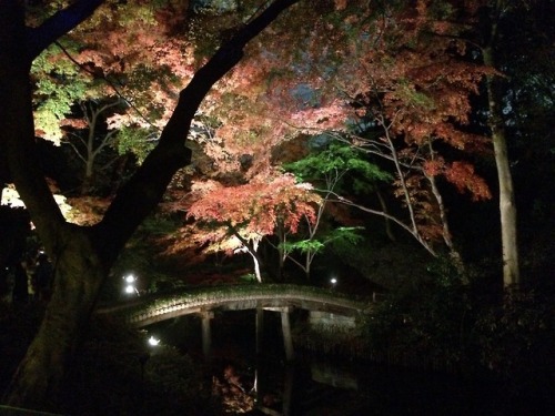 六義園イルミネーションRikugien IlluminationI went last weekend, but was a little disappointed. It was beautiful