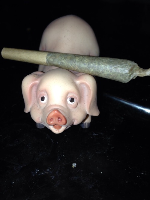 nugs-n-roses:  Pigurine (figurine) photo shoot! Oink 💨