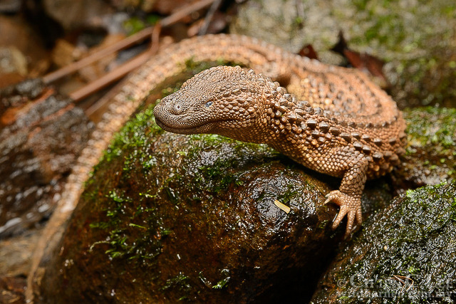 thepredatorblog:  crotalinae:  ftcreature:The prickly Borneo Earless Monitor was