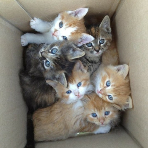Cutest blog on internet