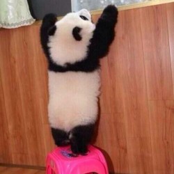 I Wanna See The World! #Panda #Cute #Instagood #Likeforlike #Pandabear #Asians #Likes