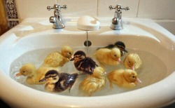 maryalmaelizabeth:  Sink full of ducks. 