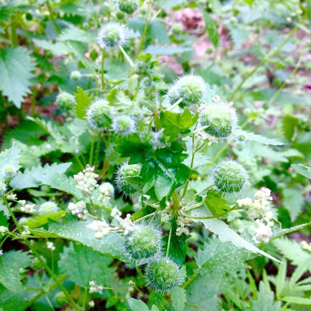 Update on the Roman Nettle situation: lots more little balls! #romannettles #urticapilulifera #urtica #roughwoodseedcollection #nettles #stingingnettles