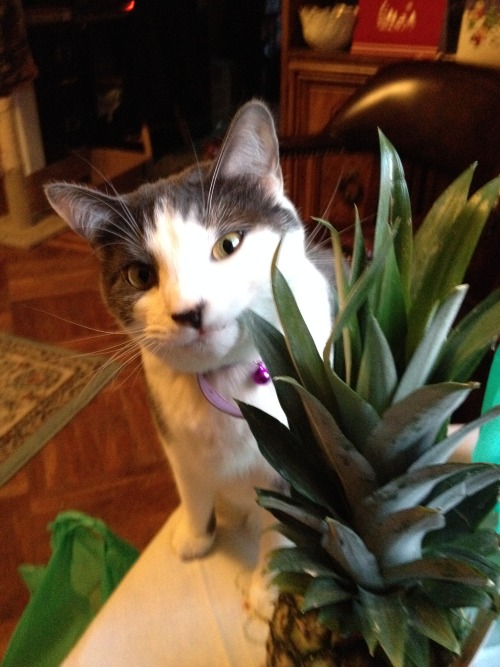 derpycats:  Lil Derp and a Pineapple.
