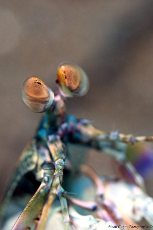 mean-guign-photography:Pink-eared Mantis Shrimp (Odontodactylus latirostris) - Dauin, Philippin