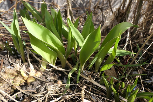 Tulipa — tulips