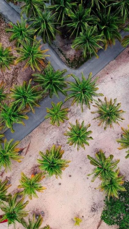 Aerial shot, road through palm trees, nature, 720x1280 wallpaper @wallpapersmug : ift.tt/2FI