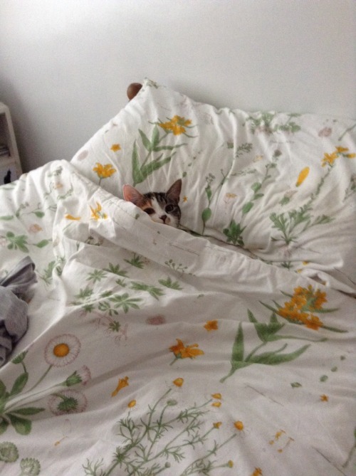 bumble-bhee:I found a cat in my bed