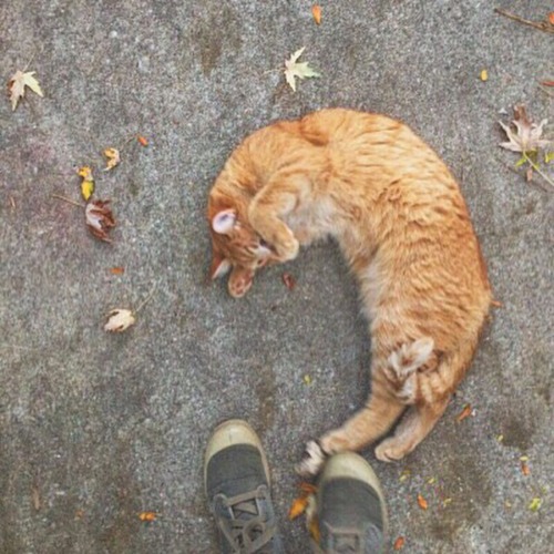 cloudypal:i miss fall