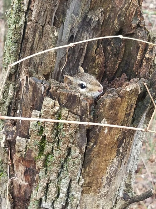 zooophagous:  This chipmunk was so fucking mad at me because I wouldn’t leave and it was trapped in this tree trunk