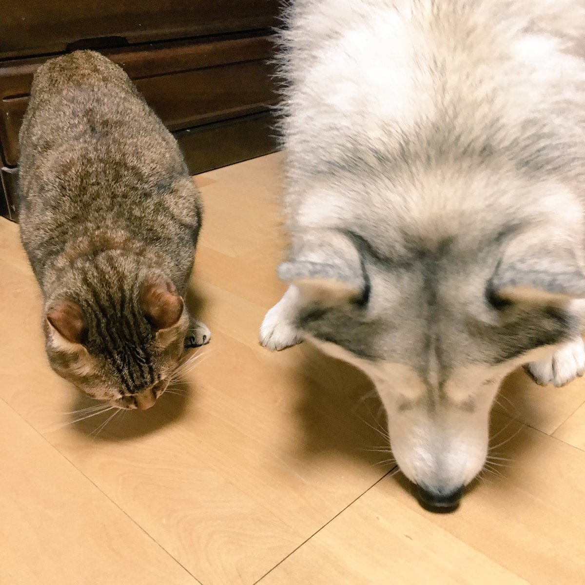 carudamon119: ハマジ‏ @xxhama2 仲良くなってきたおシルと大吉 