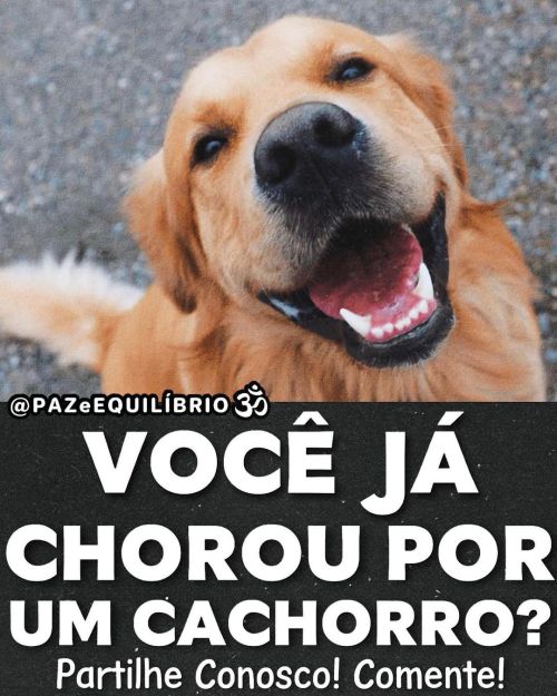 p4zeequilibrio: ‍⬛ ALMA DOS ANIMAISSegundo Chico Xavier: A doutrina espírita nos ensina que os anima