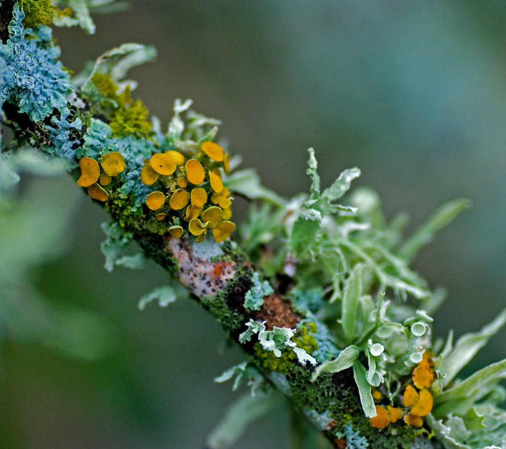 swampcicada:  innerbohemienne: Lichen forest after a rain in Austin, Texas  