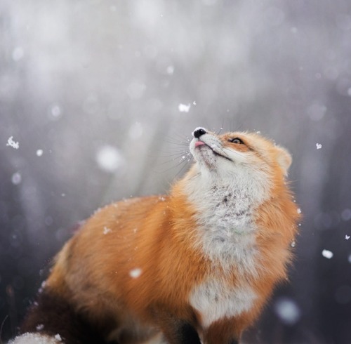 beautiful-wildlife:OMG, Snow! by © Iza Łysoń