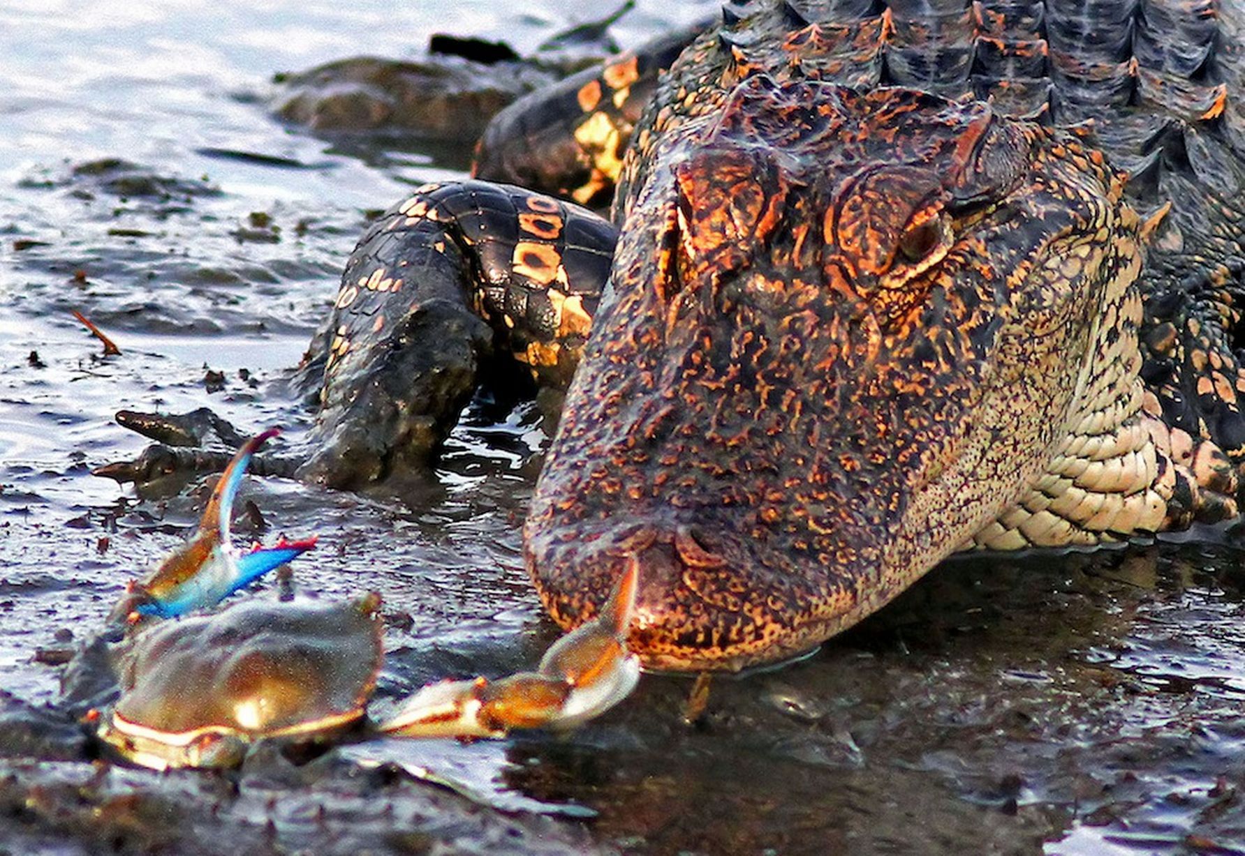 salamanderteeth:crab-justice:“Crocodiles have been around for millions of years without changing-” SHUT UP. Crab has been around for longer Yea zip it scaly