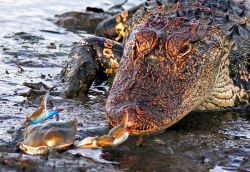salamanderteeth:crab-justice:“Crocodiles have been around for millions of years without changing-” SHUT UP. Crab has been around for longer Yea zip it scaly