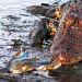 salamanderteeth:crab-justice:“Crocodiles have been around for millions of years without changing-” SHUT UP. Crab has been around for longer Yea zip it scaly