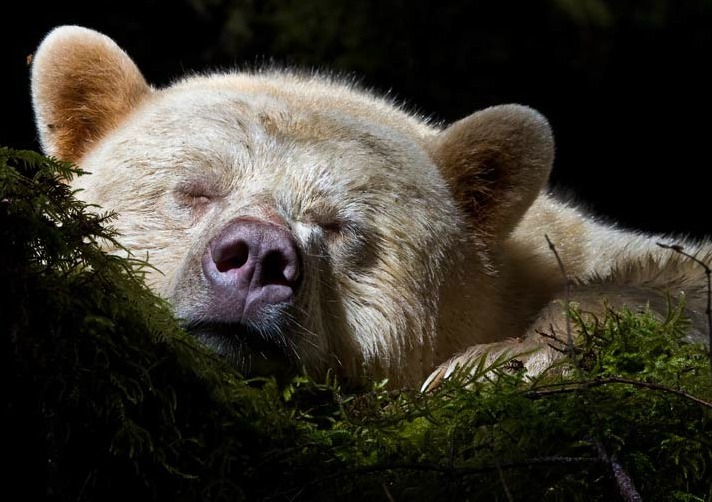 {Spirit Bear} by {Paul Nicklen} In moss-draped rain forest of British Columbia, towering