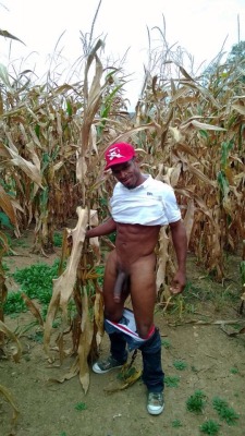 hungdudes:  Dark Corn On the Cob 