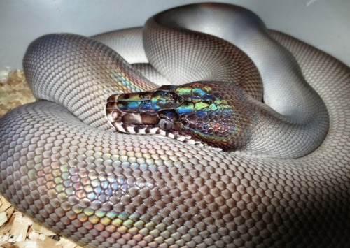 haloheliac - white lipped python