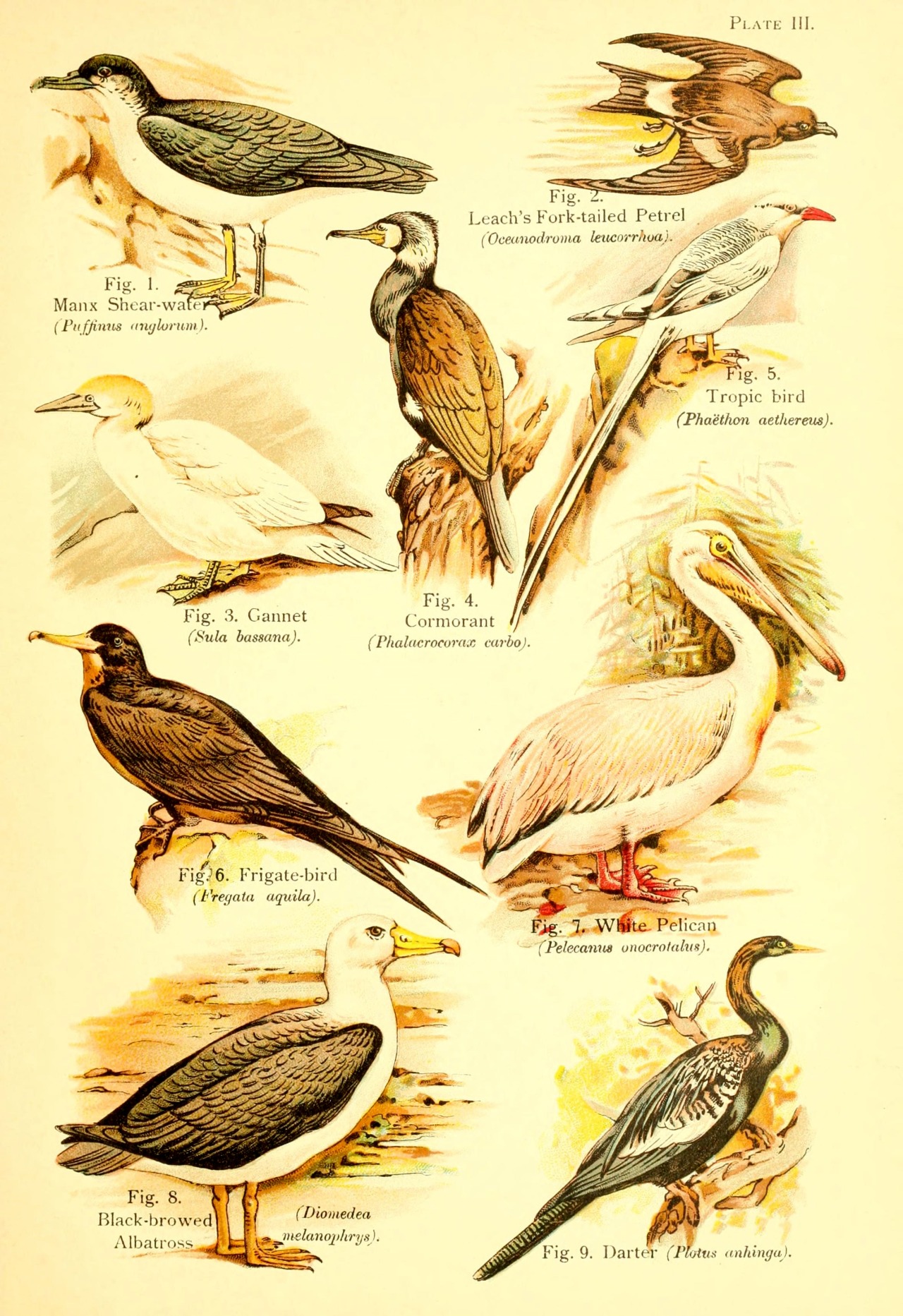 wapiti3:  A book of birds. ; By Pycraft, W. P. (William Plane), 1868-1942 on Flickr.