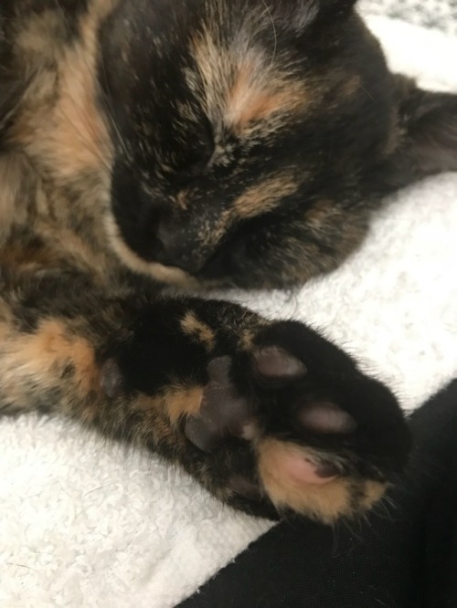 fuckyeahfelines: Some quality toe beans @halloweenthecat