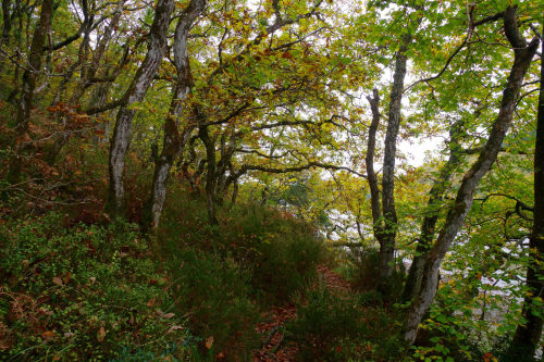 90377: Deep woods around the village of Lerryn, Corrwall by Mark Sewell