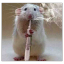grave-robbing-rat