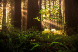 isawatree:  Redwood Grove by Majeed Badizadegan  &mdash;&mdash;&mdash;&mdash;&mdash;&mdash;- About an hour before dawn, his usual time for waking, Jayy stumbles out of his tent to find a bit of privacy &hellip; He crawls back into it and grumbles himself