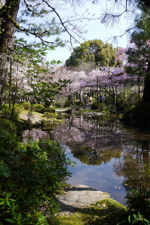 池と桜 2014年春京都の桜～平安神宮By : KUMI