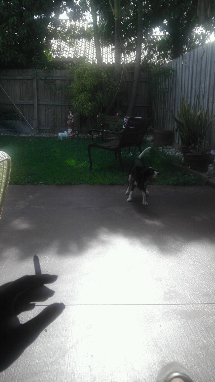 That&rsquo;s nice. My dog playing.