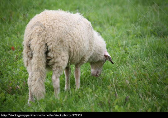 theghostofsomethingorother:  battlships:   ripstikkid:  brunhiddensmusings:  spontaneousmusicalnumber:  dimetrodone:  ratcoded: who else is in the “didn’t realize sheep have long tails until i was like 20″ club Undocked unrestrained  The reason