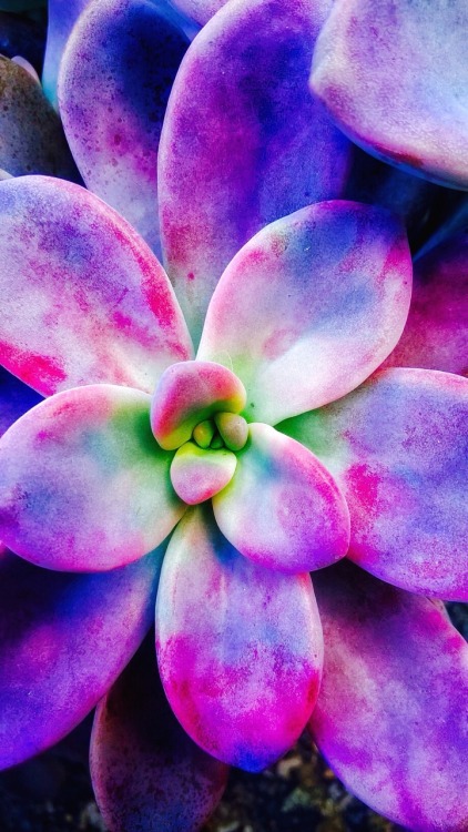 shelovesplants: Tye dye looking succulents
