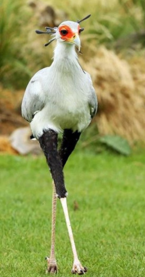 Fuck You Harpys Your Bird
