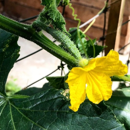 Greenhouse Cukes are setting on! #blogging #gardening #greenthumb #greenhouse #greenhouselife #green