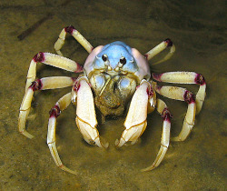 daily-crabbys:devotedgossamerwriter:daily-crabbys:Today&rsquo;s crab is: little