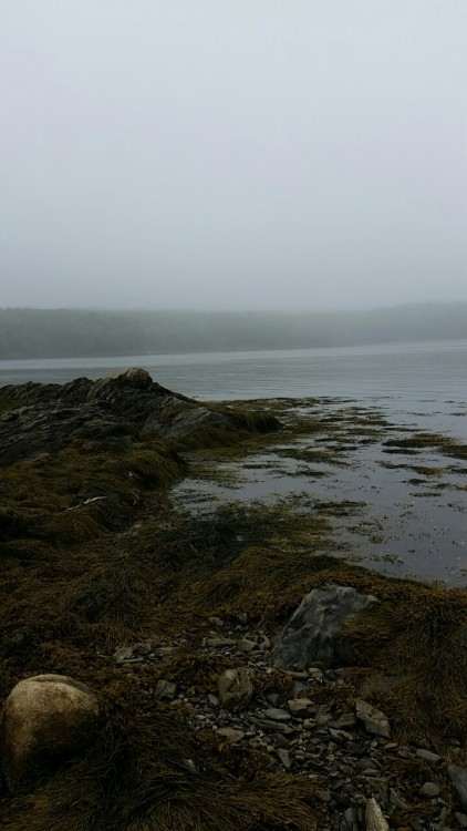 just-call-me-adventurous:Maine, USALook at the vertical foliation on those rocks - metamorphic rocks