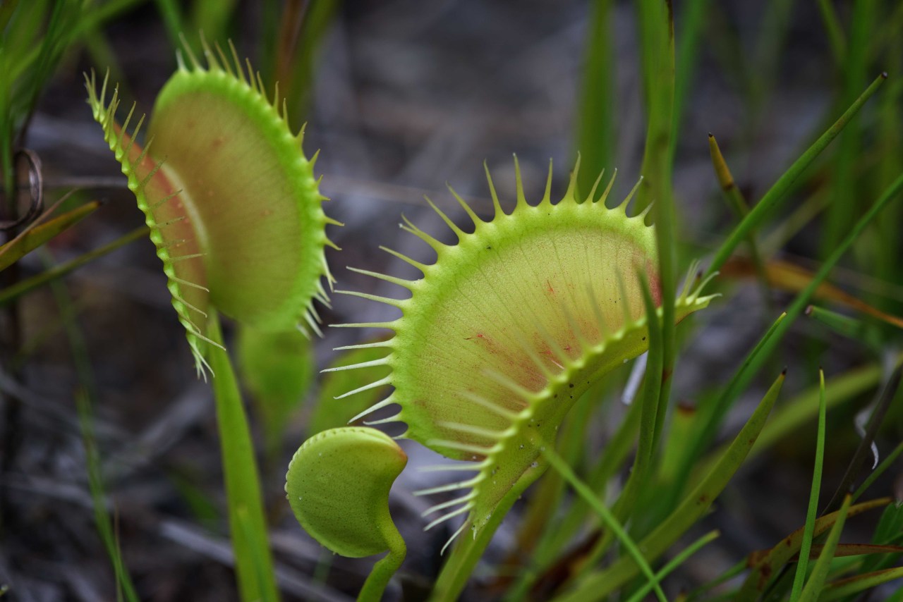 mdeanstrauss:  Jaws of Doom…Venus Flytraps in coastal North Carolina, the ONLY