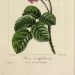 mossyredwood:Herbier général de l'amateur adult photos