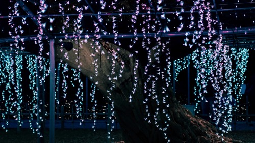 Shining Wisteria Flowers.